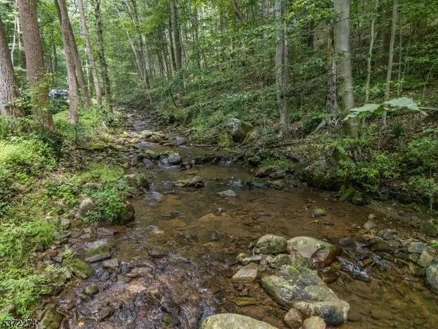a view of a forest with trees in front of it