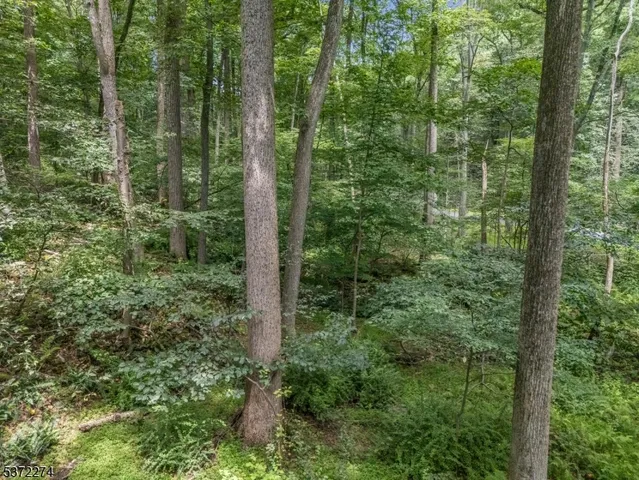 a view of a forest with trees