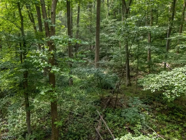 a view of a lush green forest