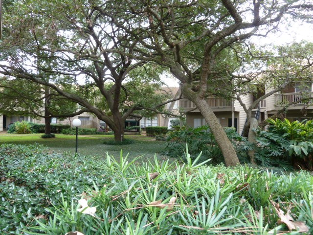 2100 Tanglewilde Street, Unit 573 Houston, TX 77063 - Photo 12 of 14 a garden with trees in front of it