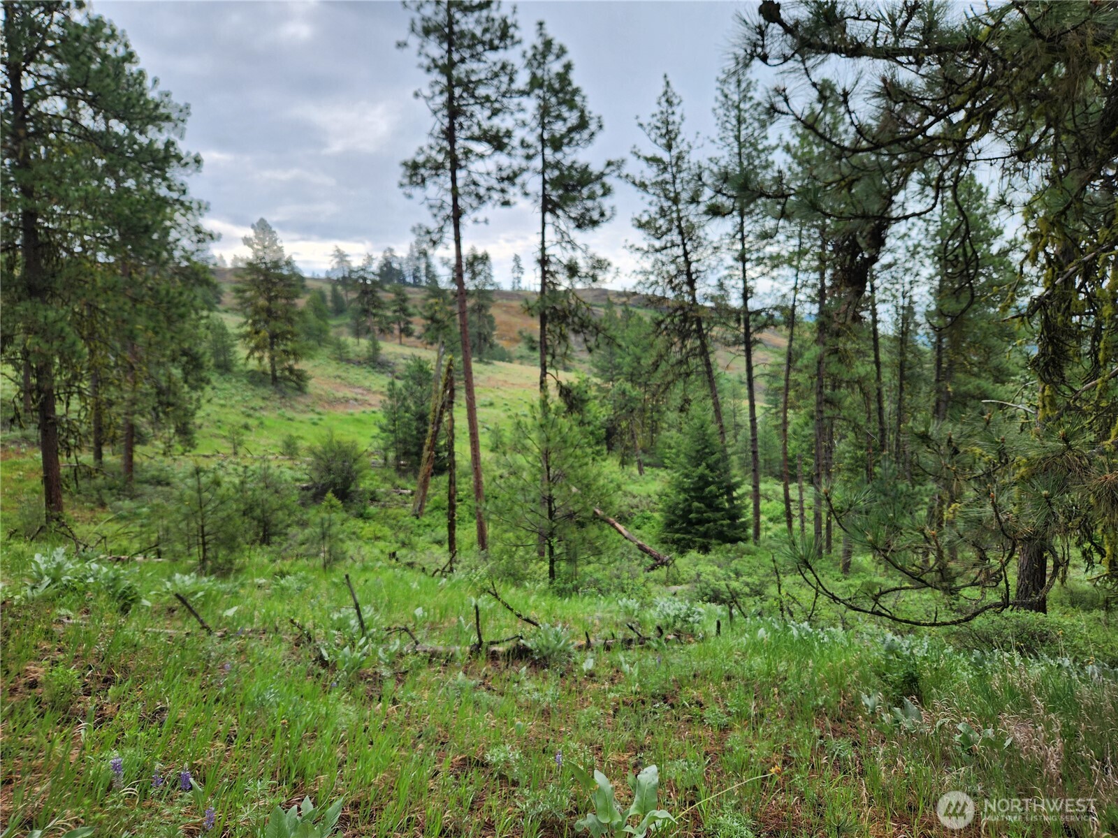 74-75 Gold Mt Road Republic, WA 99166 - Photo 2 of 25 a view of a lush green forest with lots of trees