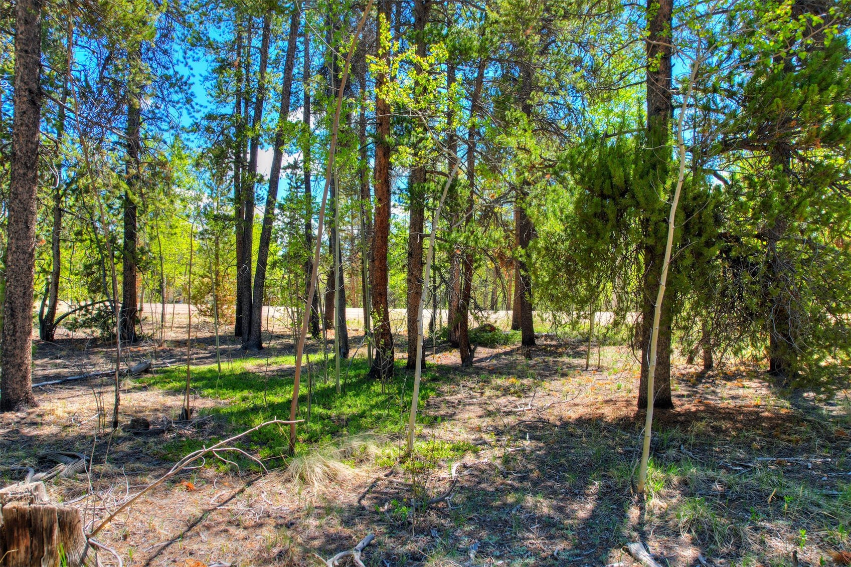 337 Busch Run Fairplay, CO 80440 - Photo 8 of 18 a view of a backyard with trees