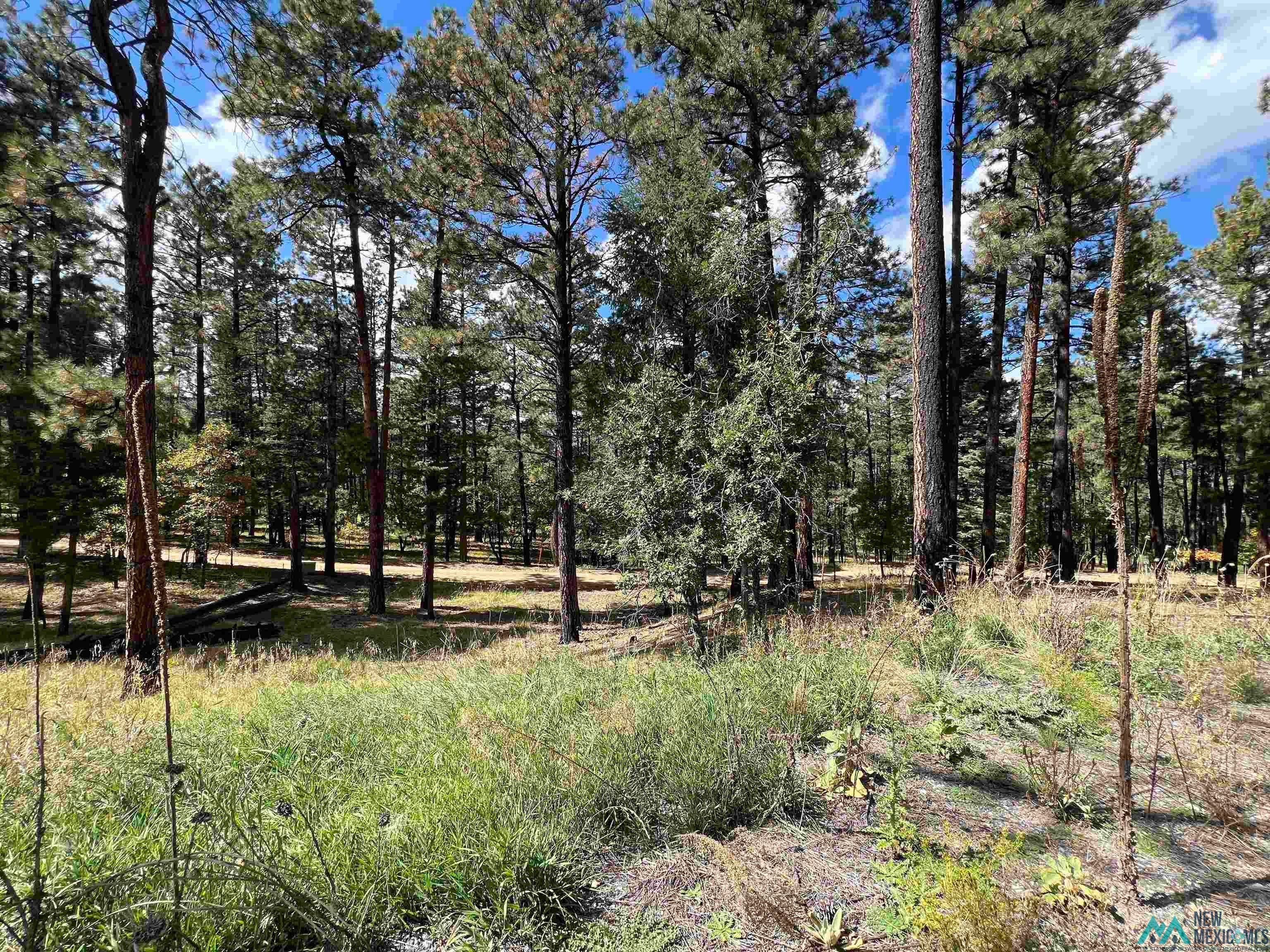 57 East Forest Drive Rociada, NM 87742 - Photo 21 of 27 Gallery Image 21
