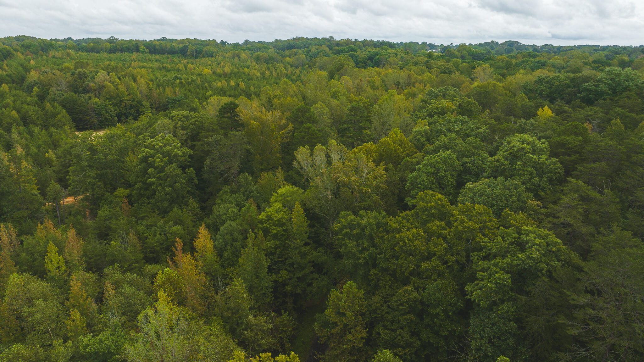 Lot 1 Martin Road Danville, VA 24541 - Photo 11 of 21 a view of a lush green forest with trees in the background