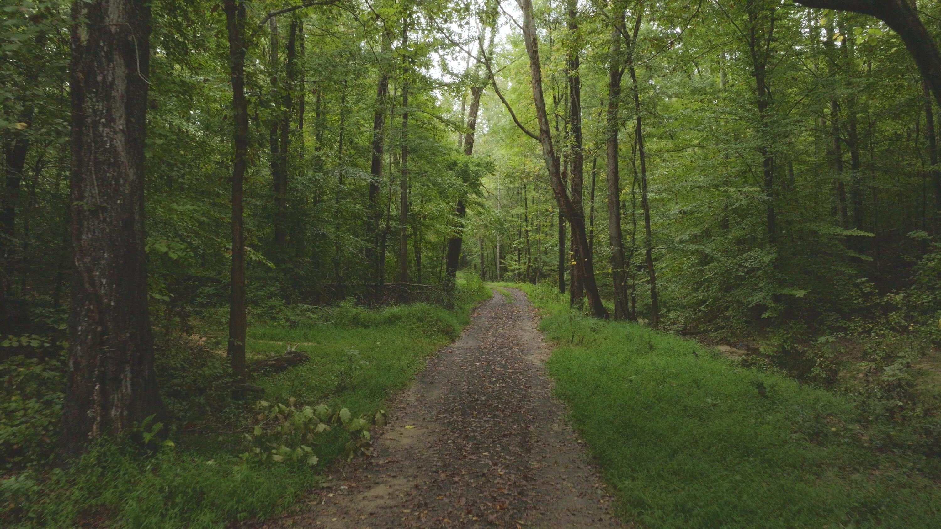 Lot 1 Martin Road Danville, VA 24541 - Photo 16 of 21 a view of a pathway of a forest
