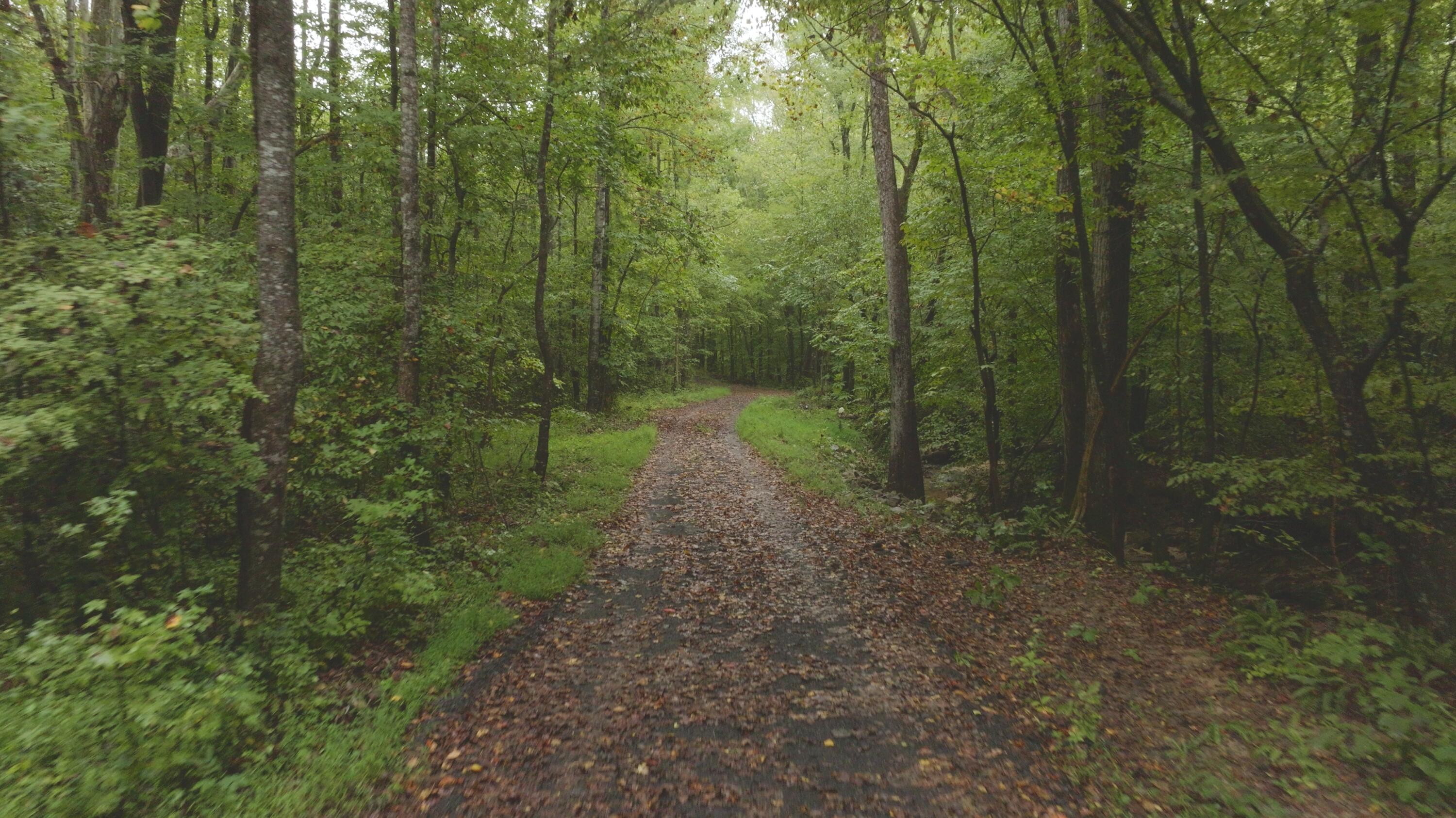 Lot 1 Martin Road Danville, VA 24541 - Photo 19 of 21 a view of a forest with trees in the background