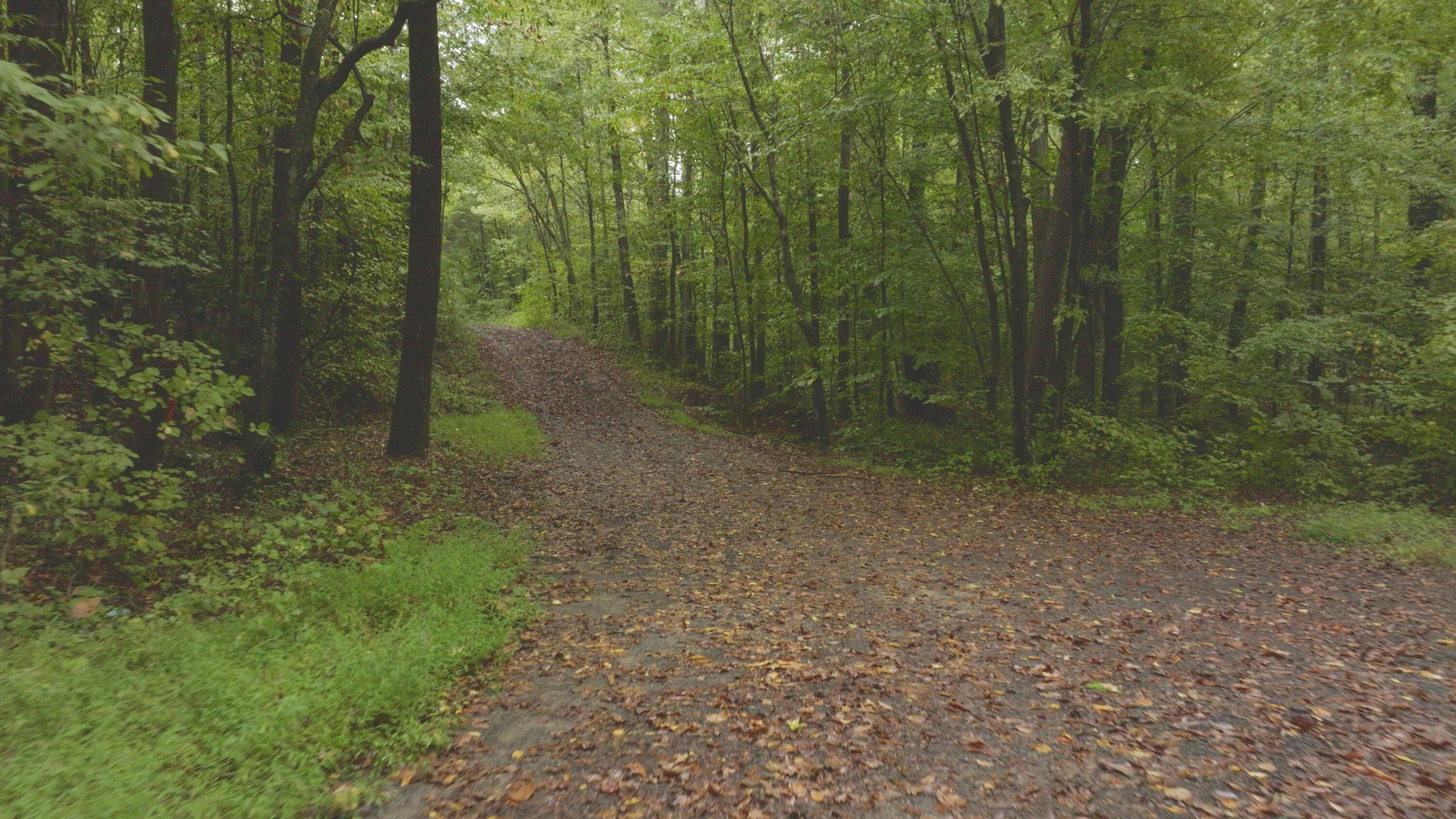 Lot 1 Martin Road Danville, VA 24541 - Photo 20 of 21 a view of a forest with trees in the background