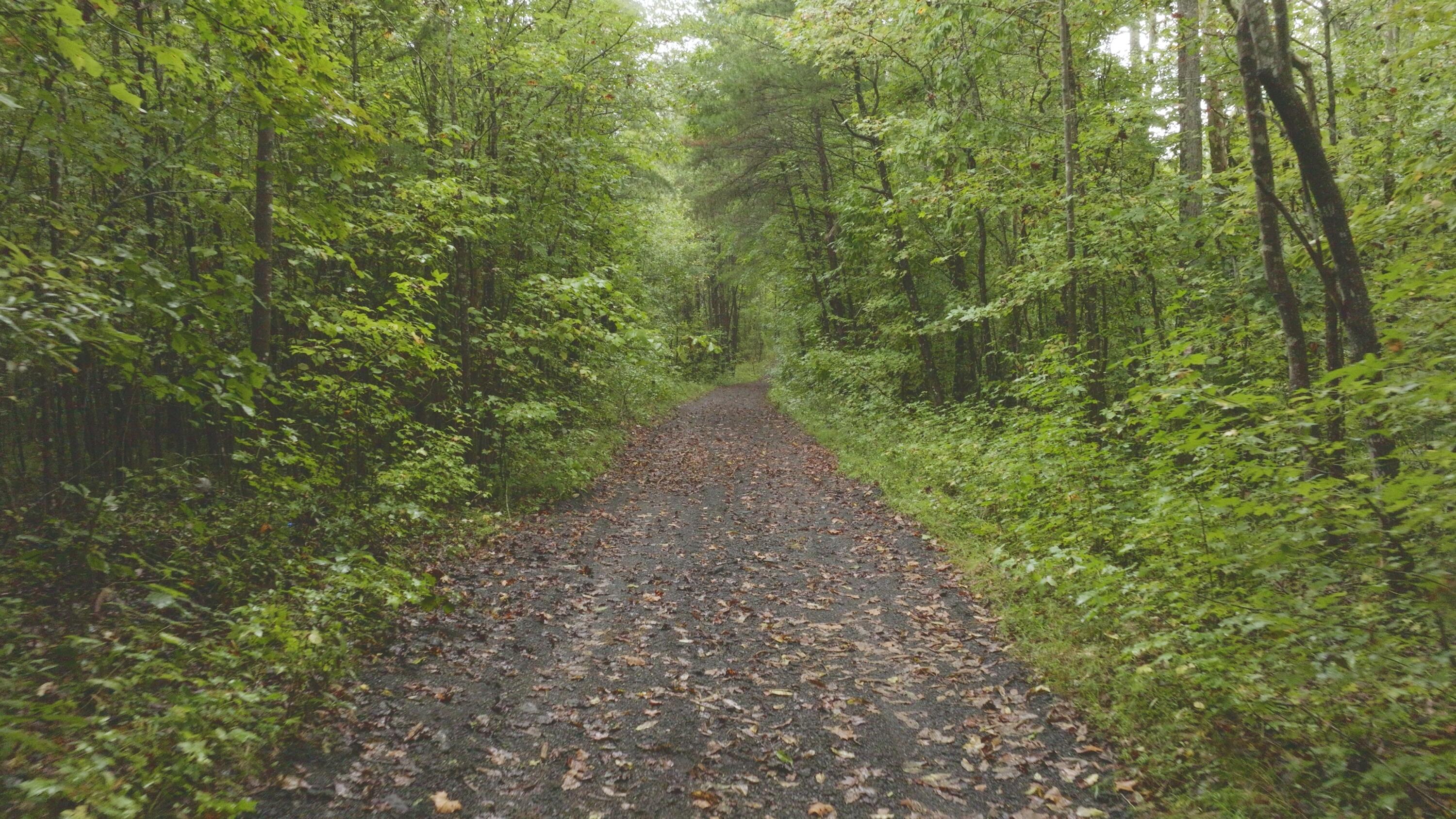 Lot 1 Martin Road Danville, VA 24541 - Photo 21 of 21 a view of a forest with trees in the background