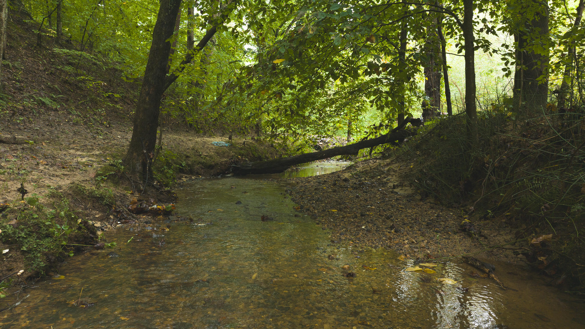 Lot 1 Martin Road Danville, VA 24541 - Photo 4 of 21 a view of a forest