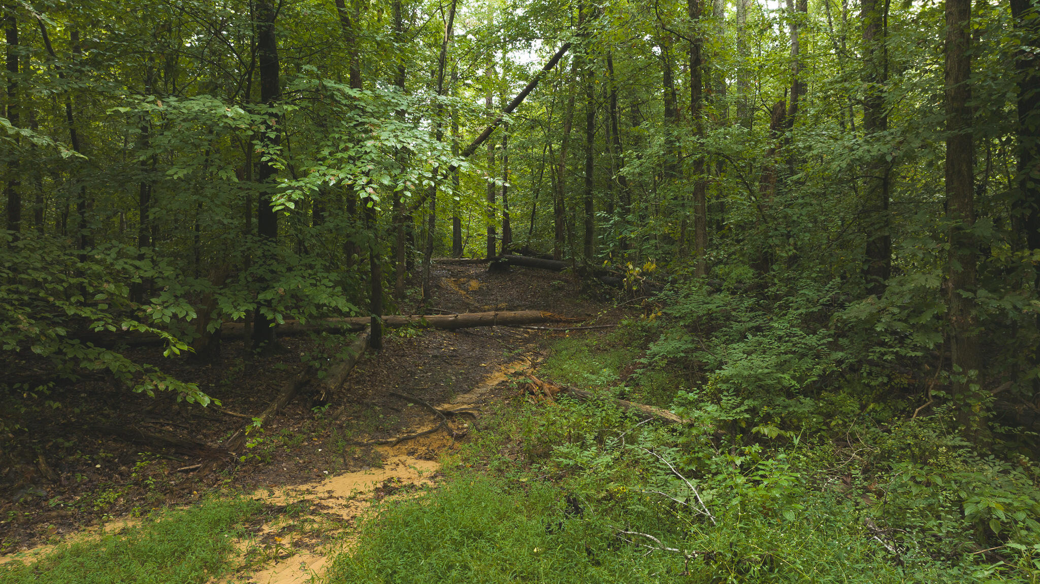 Lot 1 Martin Road Danville, VA 24541 - Photo 5 of 21 a view of a forest