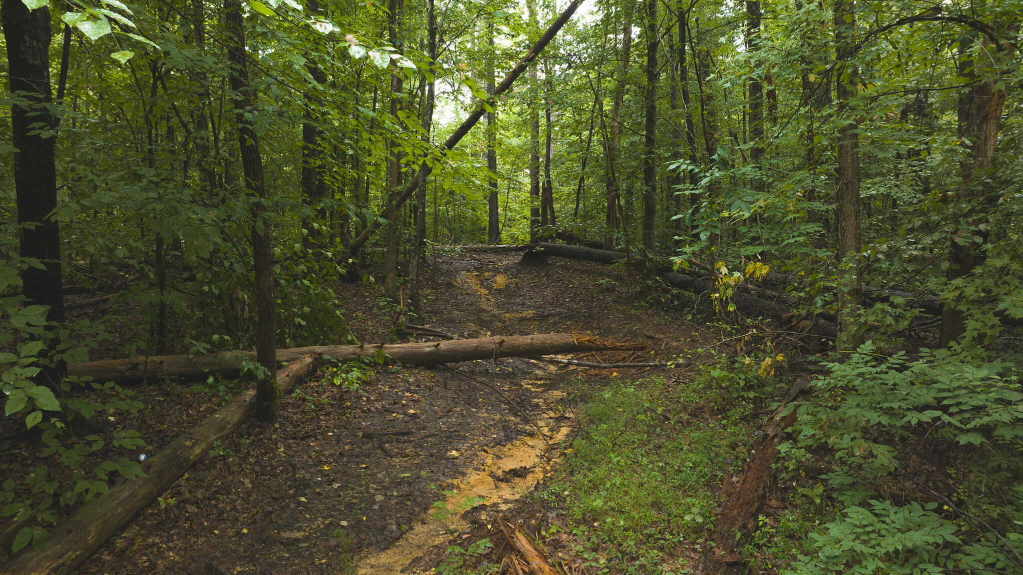 Lot 1 Martin Road Danville, VA 24541 - Photo 6 of 21 a view of a forest with trees in the background