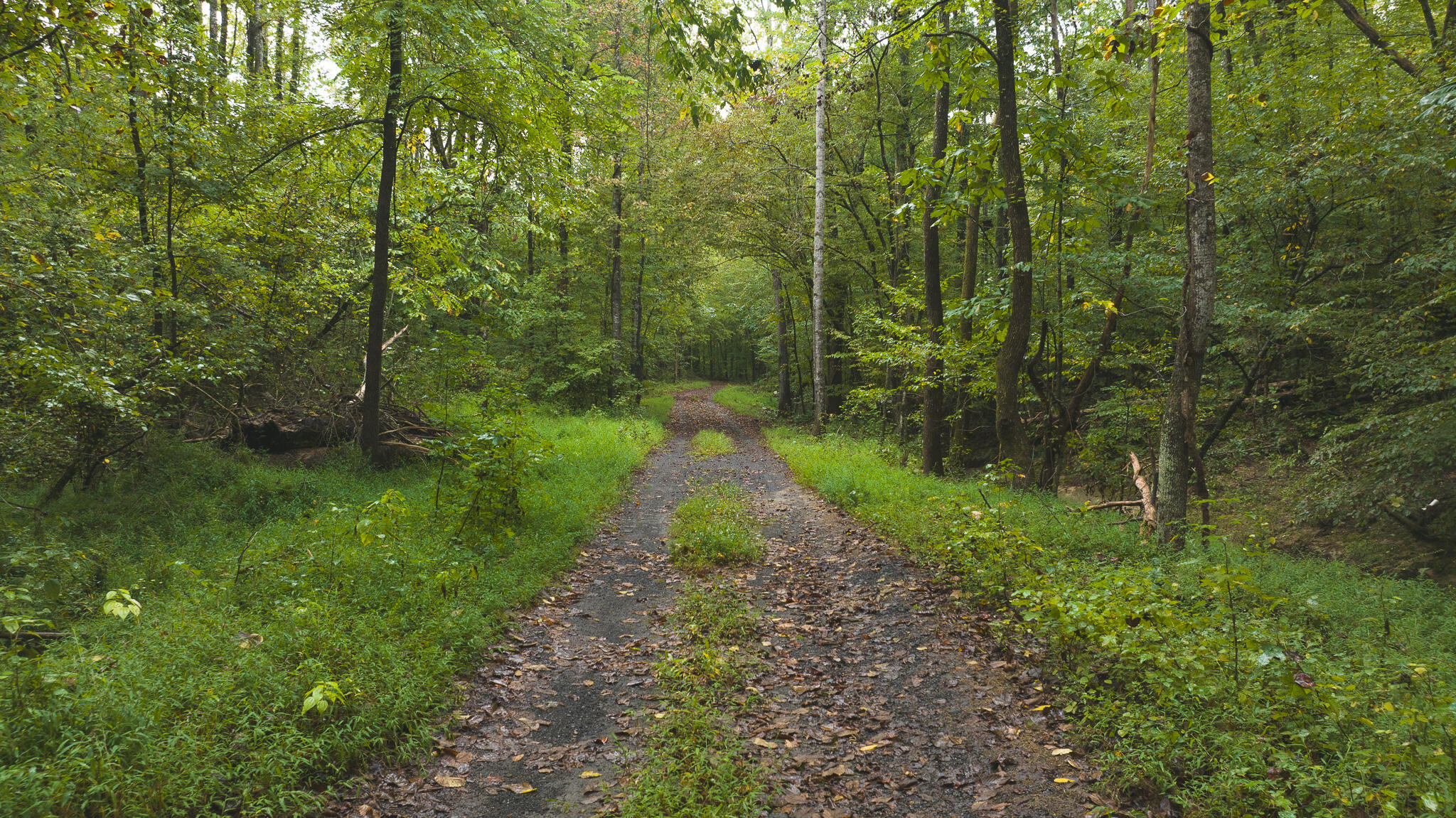 Lot 1 Martin Road Danville, VA 24541 - Photo 7 of 21 a view of a forest with a trees