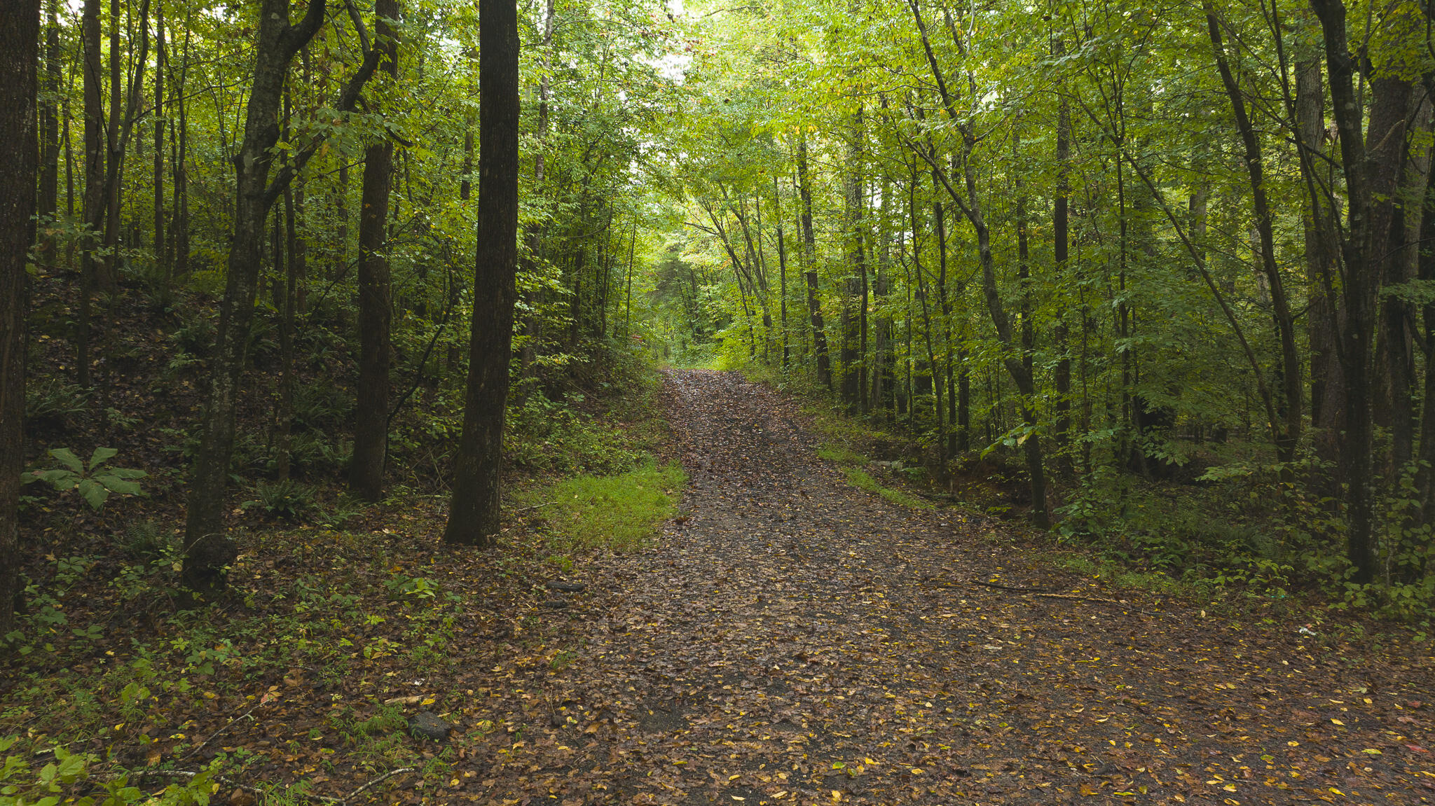 Lot 1 Martin Road Danville, VA 24541 - Photo 8 of 21 a view of a forest with trees in the background