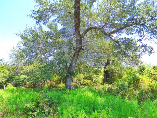 a backyard of a house with lots of green space and trees all around