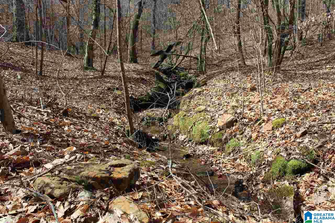 0 County Road 893 Heflin, AL 36264 - Photo 7 of 17