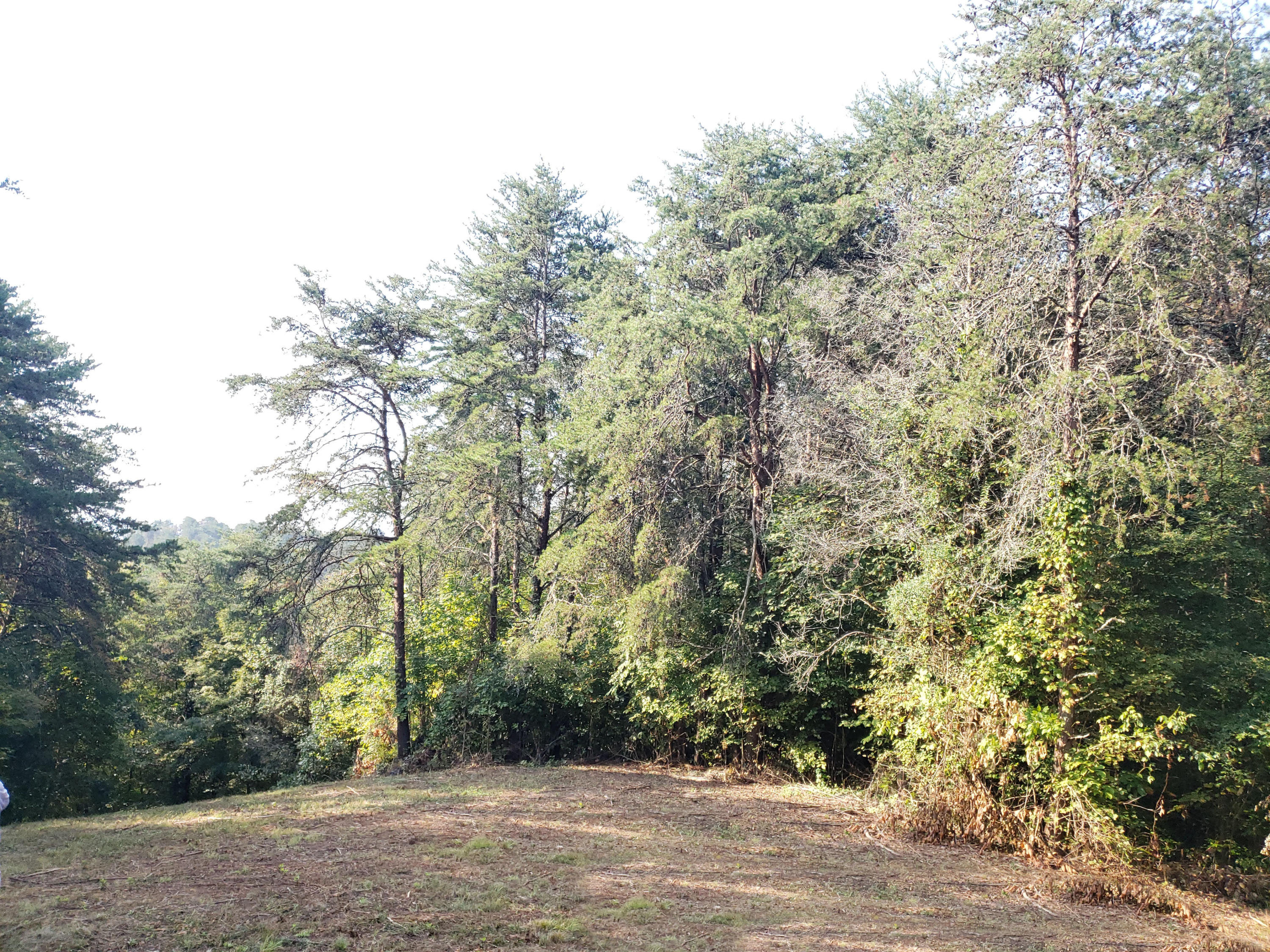 8.07 Smith School Road Kodak, TN 37764 - Photo 1 of 23 Top00