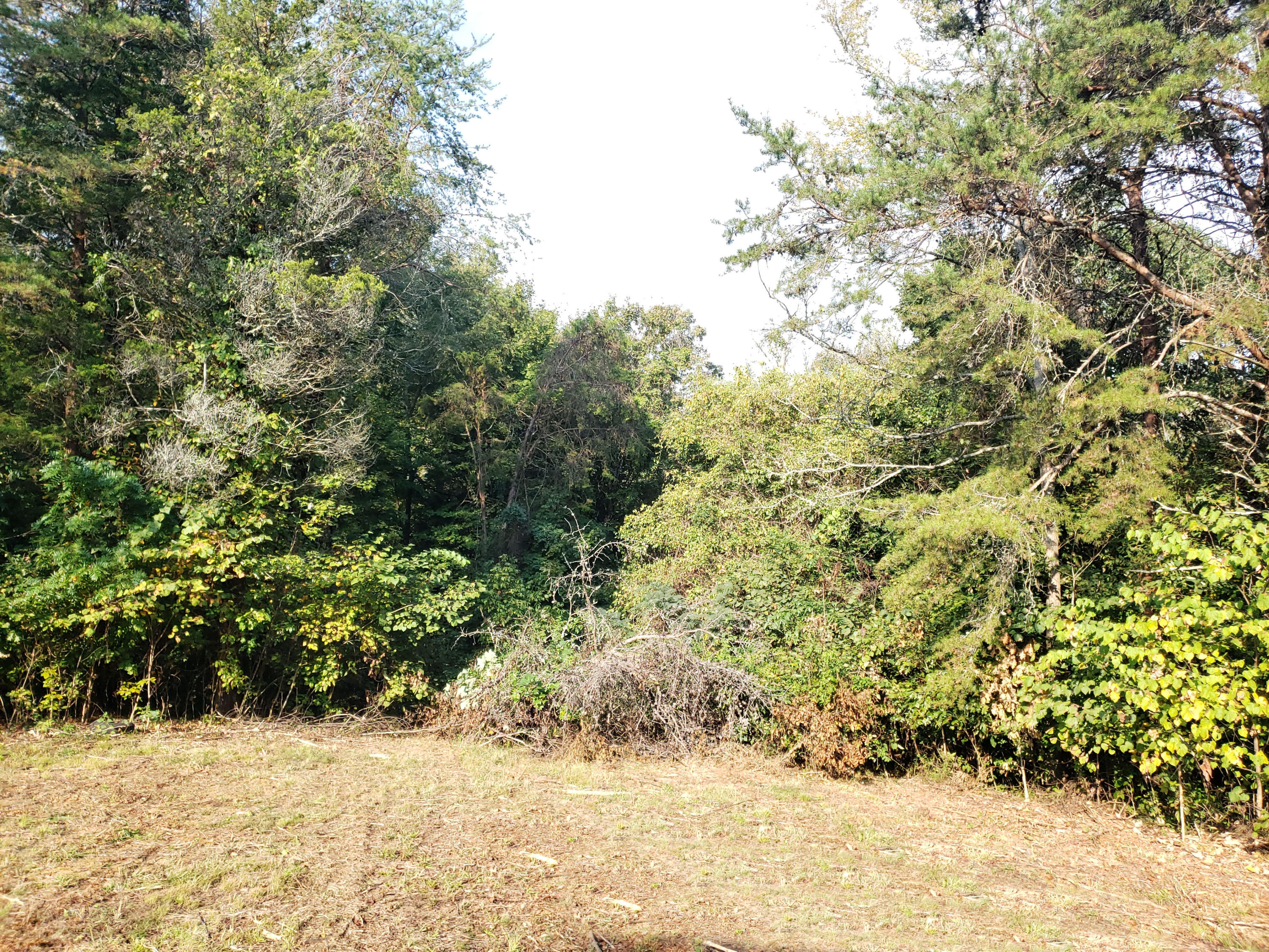 8.07 Smith School Road Kodak, TN 37764 - Photo 4 of 23 Top03