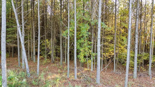a view of a forest filled with trees