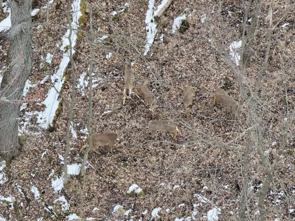 $79,900 | V/l South Bradley Road, Charlotte, MI 48813