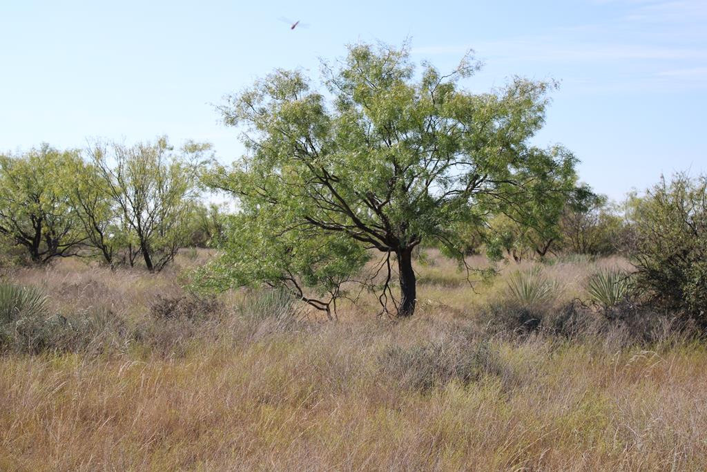0 County Road Talpa, TX 76882 - Photo 1 of 22 Main View