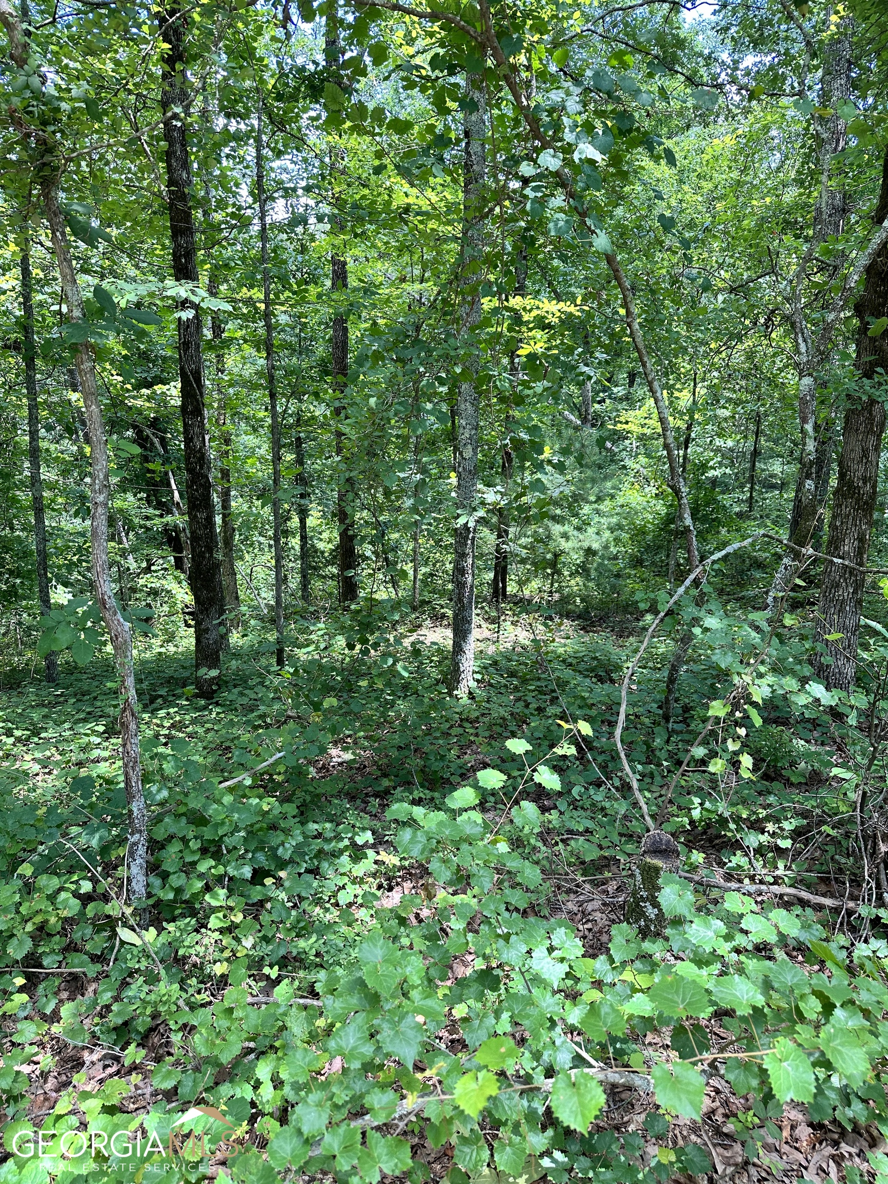 a view of a lush green forest