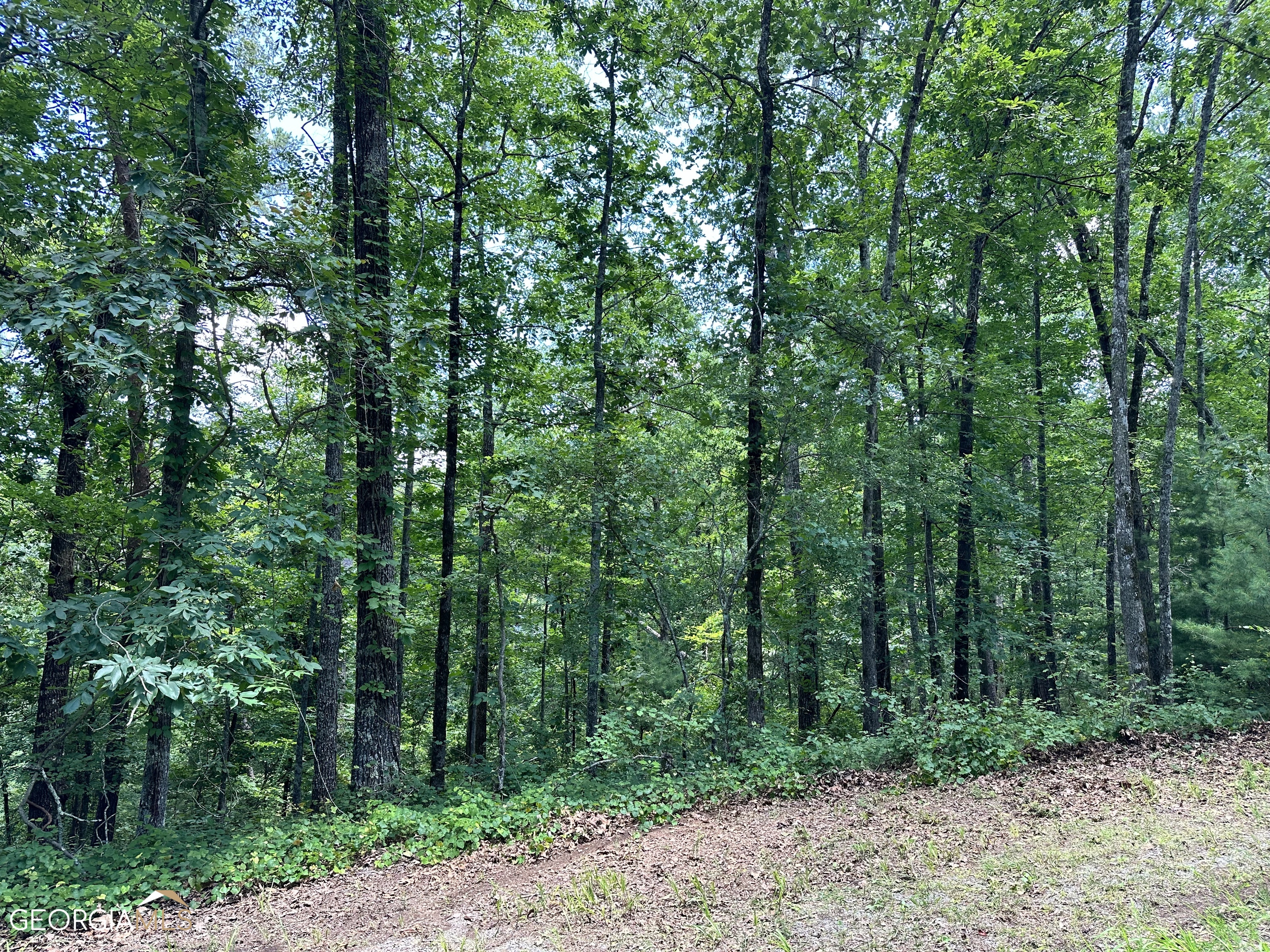Lt1719 Rebekah Ridge Road Talking Rock, GA 30175 - Photo 3 of 6 a view of a forest with trees in the background