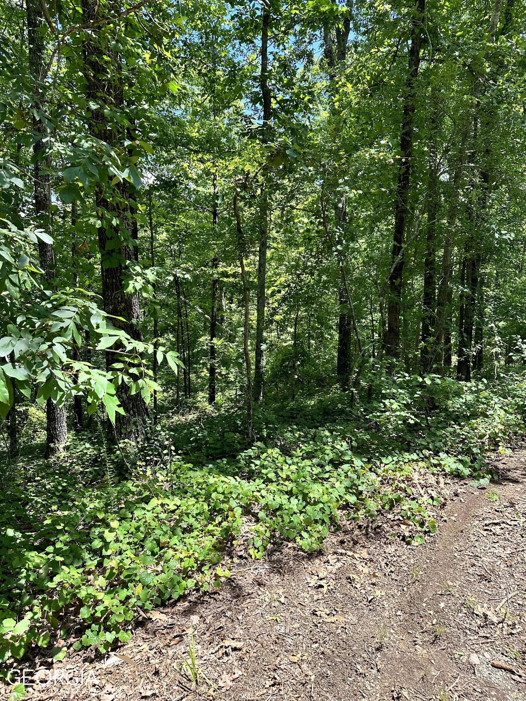 Lt1719 Rebekah Ridge Road Talking Rock, GA 30175 - Photo 4 of 6 a view of a garden with plants