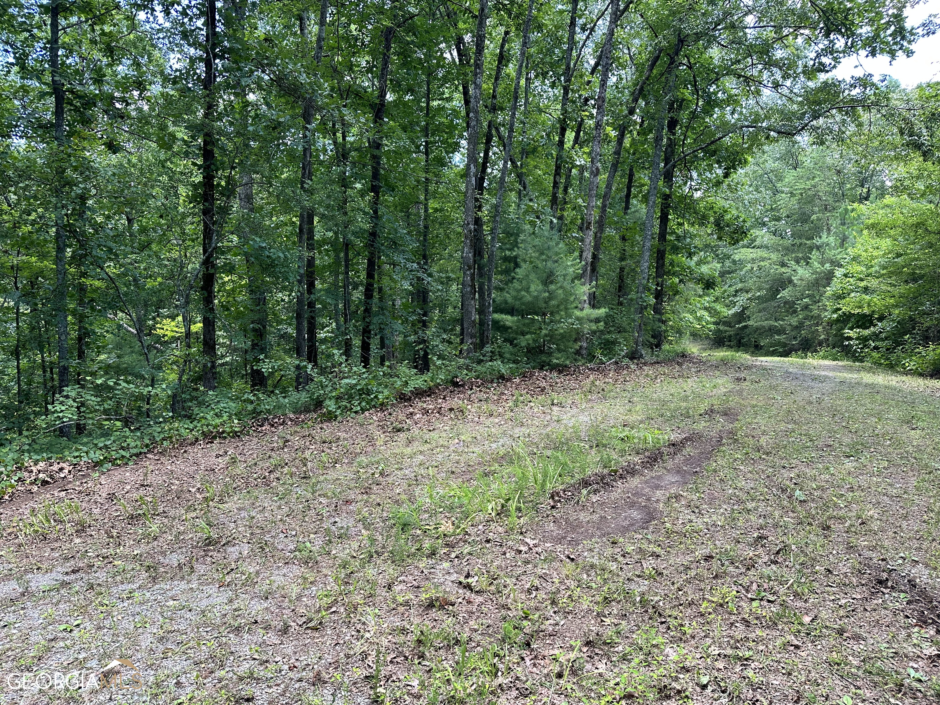 Lt1719 Rebekah Ridge Road Talking Rock, GA 30175 - Photo 5 of 6 a big yard with lots of green space and deers