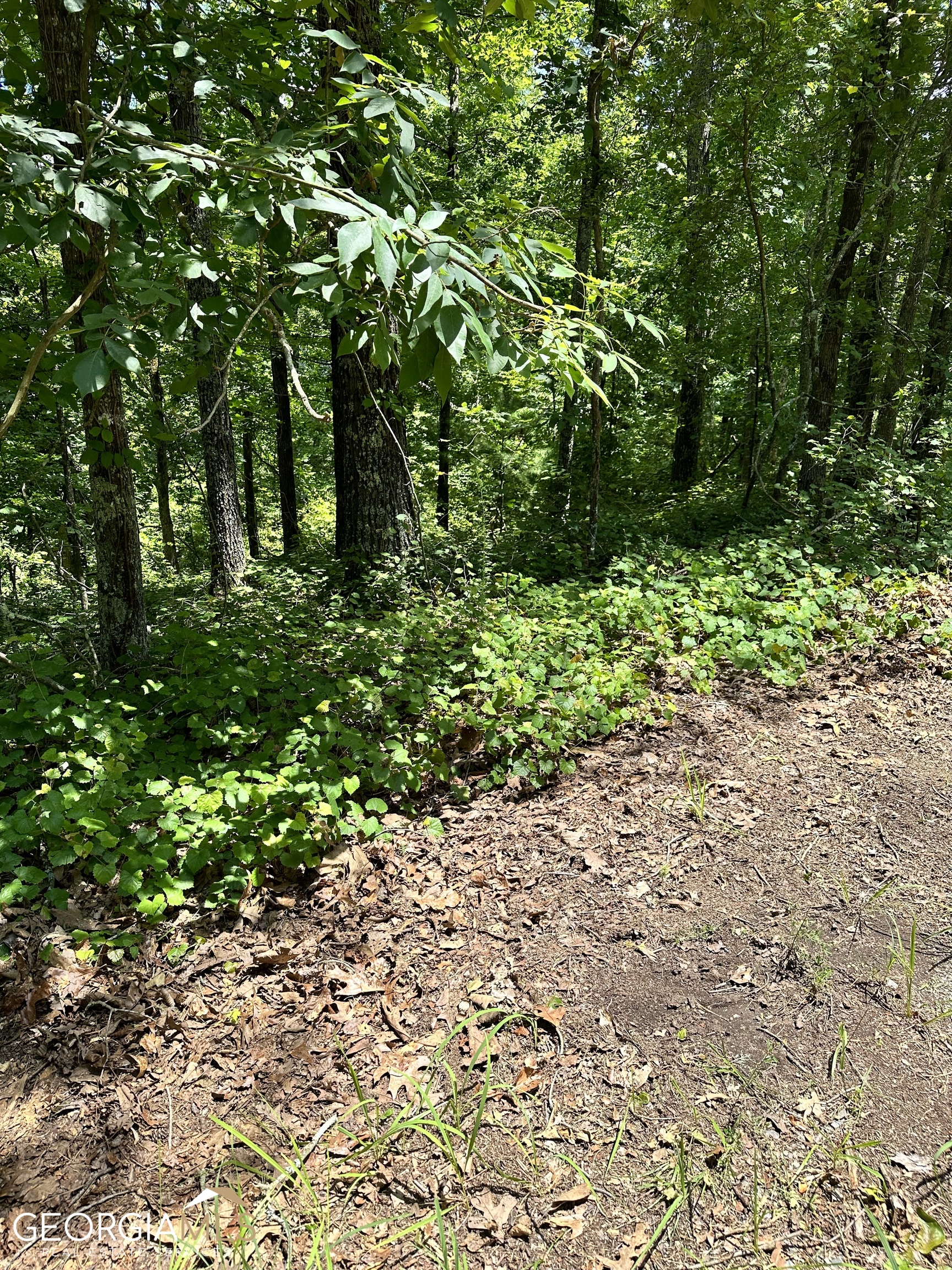 Lt1719 Rebekah Ridge Road Talking Rock, GA 30175 - Photo 6 of 6 a view of a garden with plants