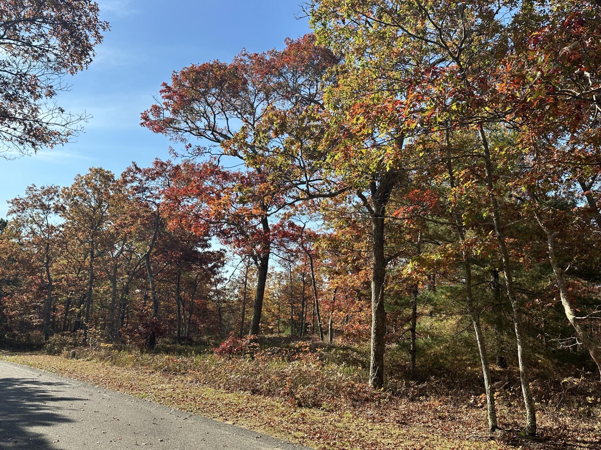 0 Bridle Path Road Oak Bluffs, MA 02557 - Photo 5 of 5 land