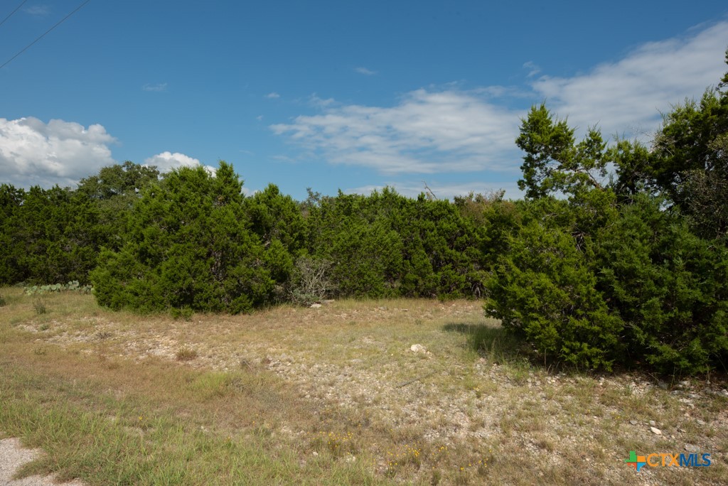865 Rutherford Fischer, TX 78623 - Photo 18 of 20 a view of a yard with a tree
