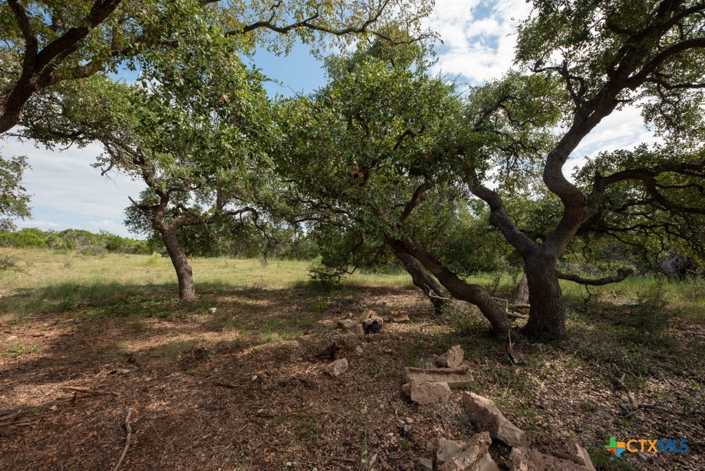 865 Rutherford Fischer, TX 78623 - Photo 2 of 20 a backyard of a house with lots of green space