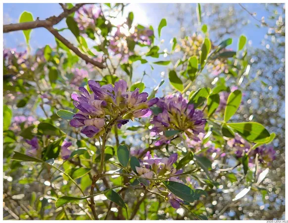 a picture of flowers