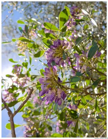 $715,000 | 10219 Rafter O Trail, Helotes, TX 78023