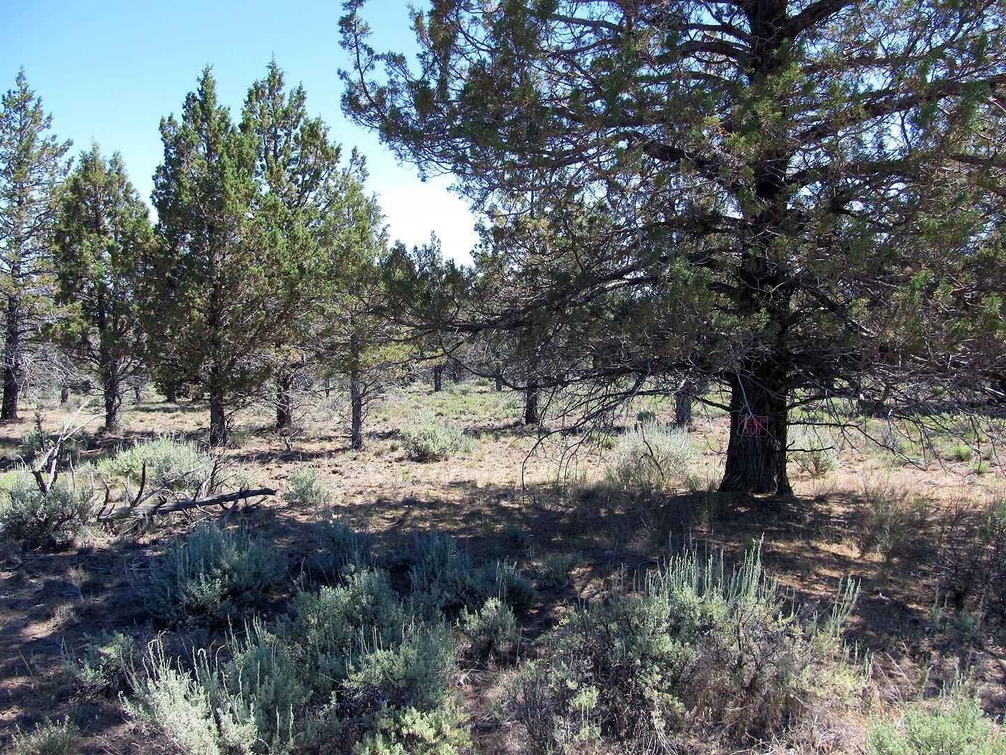 17723 Fishhole Creek Road Bly, OR 97622 - Photo 3 of 19 Additional Photo