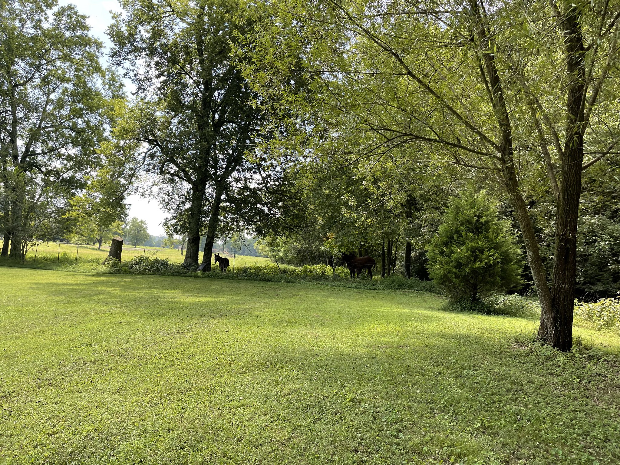 2330 Dog Branch Road Prospect, TN 38477 - Photo 17 of 31 a view of a trees in a yard