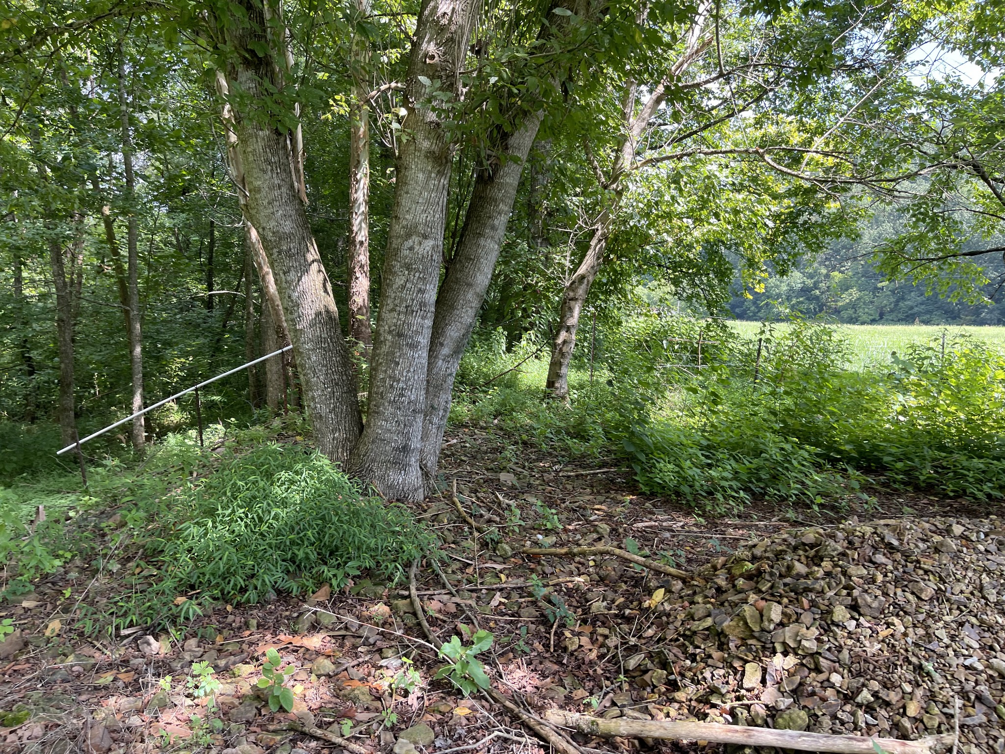 2330 Dog Branch Road Prospect, TN 38477 - Photo 22 of 31 a view of a forest with a tree