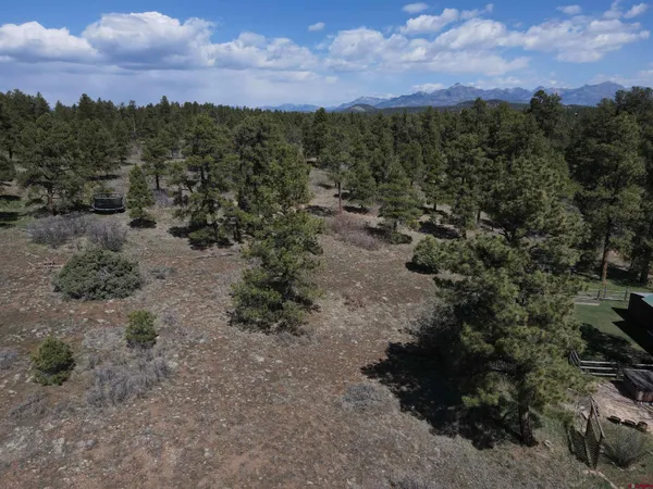 a view of a dry yard with lots of trees