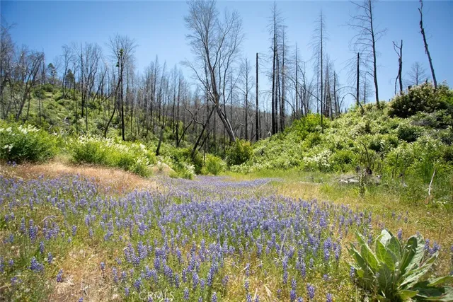 a view of a garden with plants and a bench