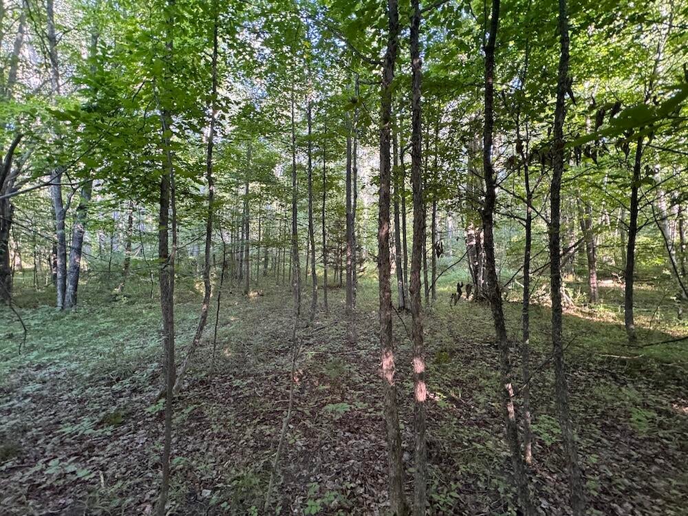 East Procunier Road Harrisville, MI 48740 - Photo 76 of 78 Gallery Image 76