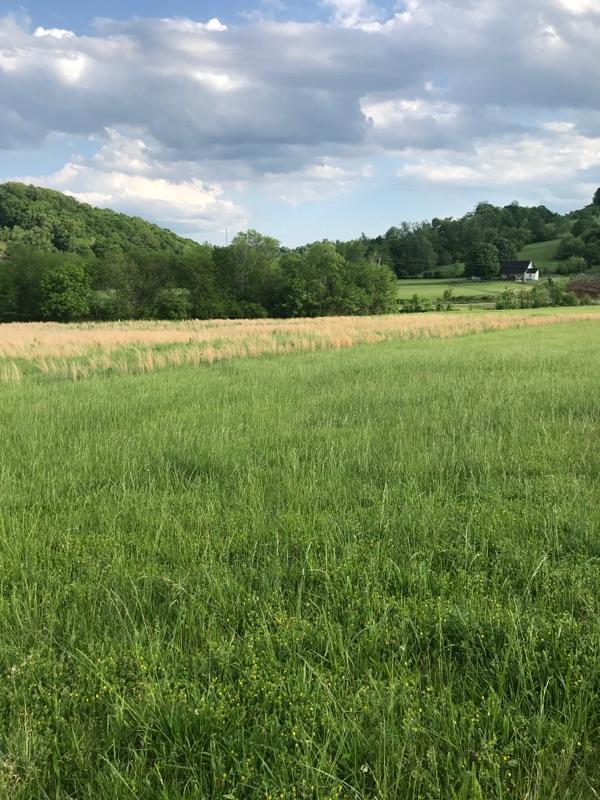 0 Stiversville Road Lynnville, TN 38472 - Photo 3 of 5 Gallery Image 3
