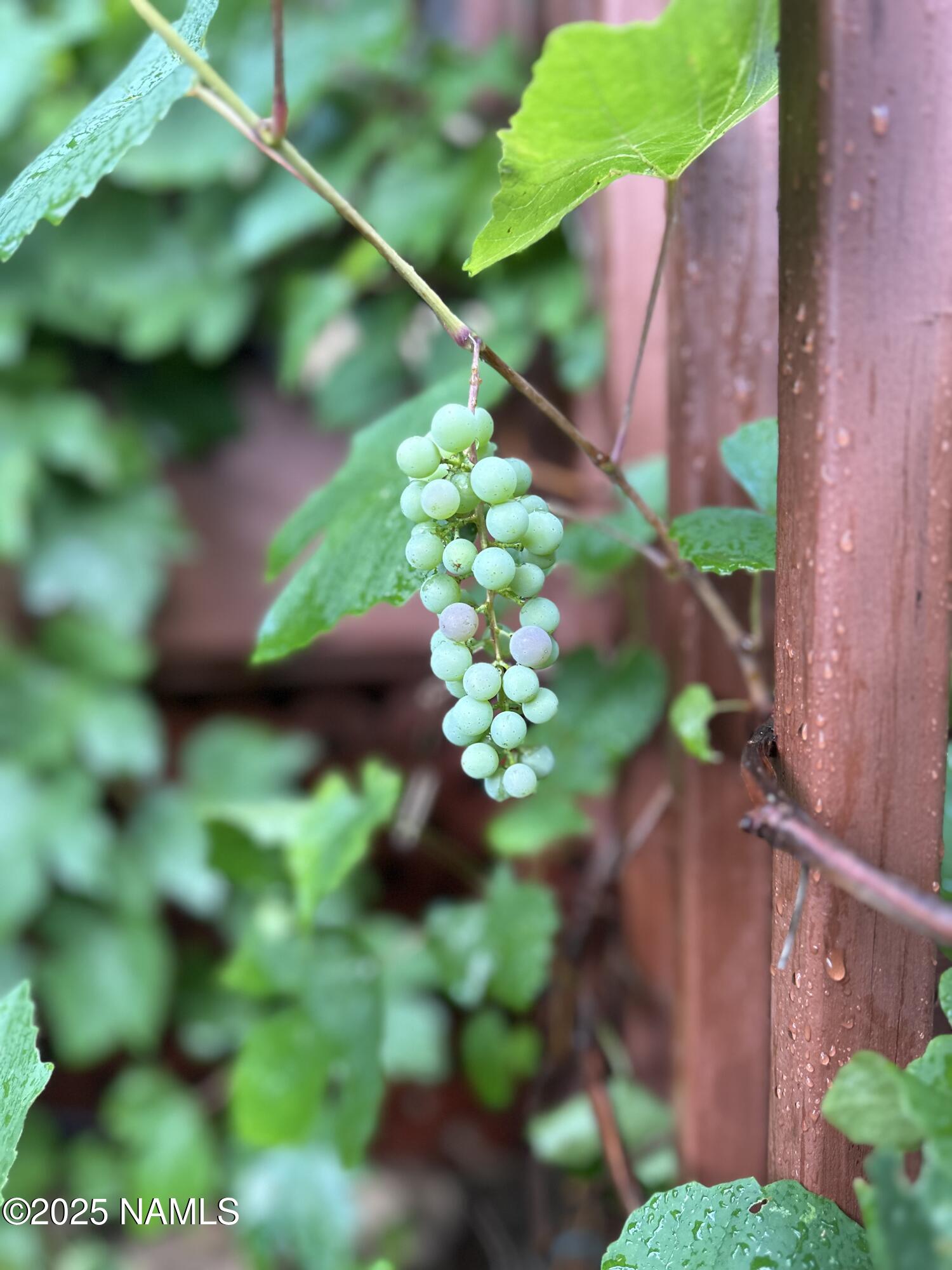 3239 Merryvale Lane Flagstaff, AZ 86005 - Photo 40 of 40 a view of a flower