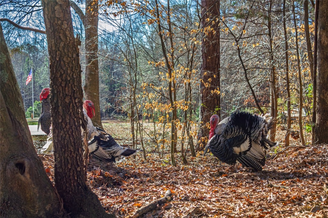333 Match Play Lane Westminster, SC 29693 - Photo 43 of 50