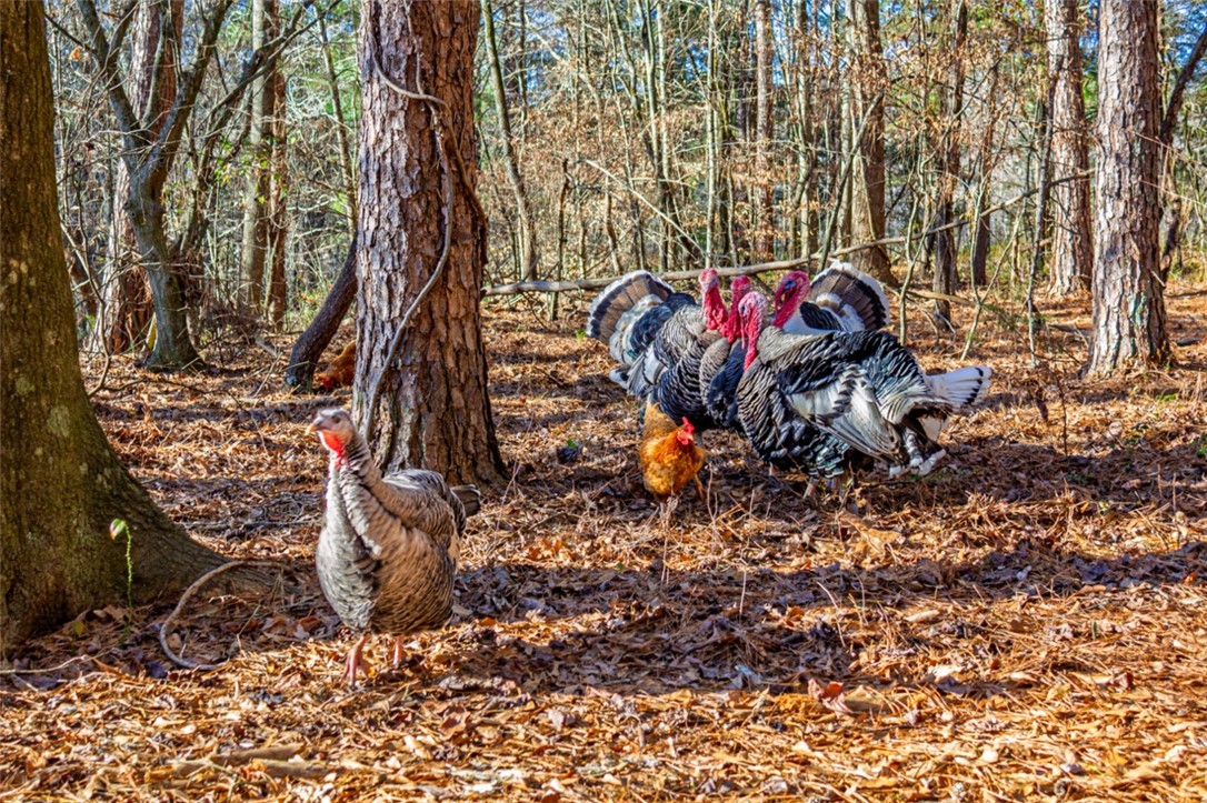 333 Match Play Lane Westminster, SC 29693 - Photo 5 of 50