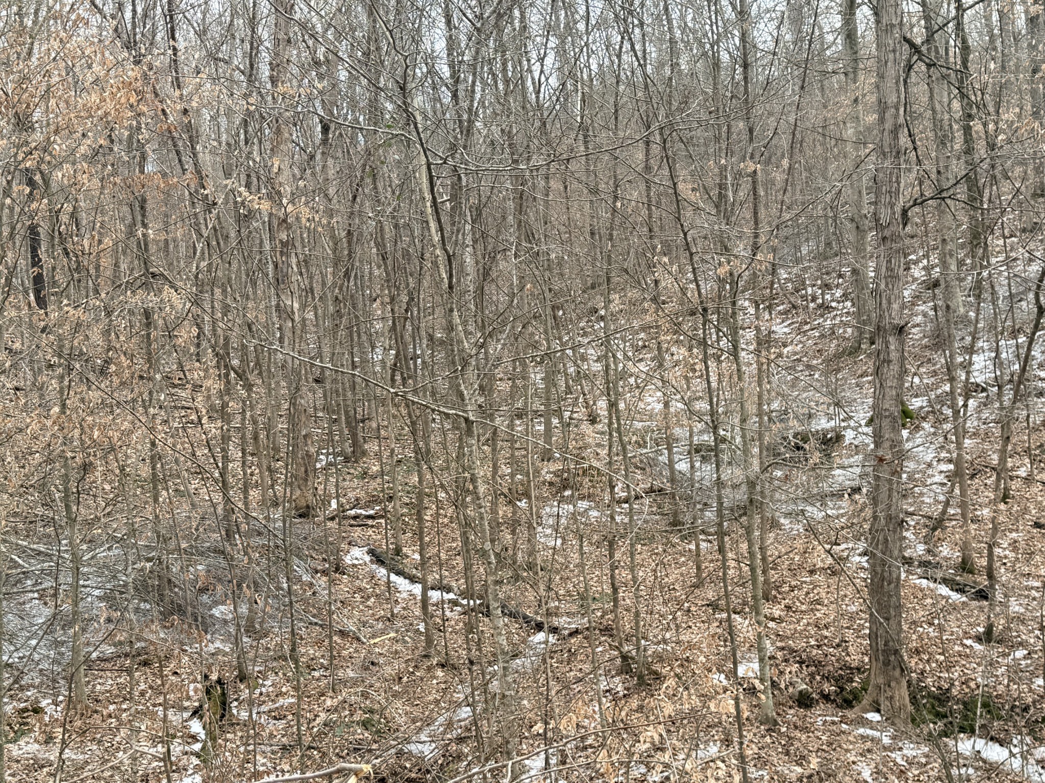 0 Scott Branch Road Hampshire, TN 38461 - Photo 2 of 5