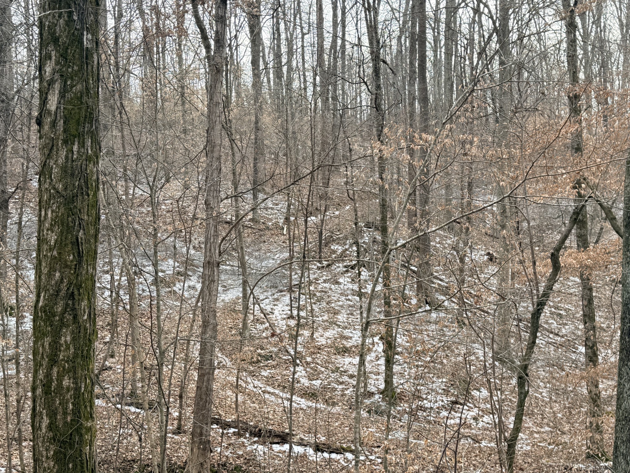 0 Scott Branch Road Hampshire, TN 38461 - Photo 3 of 5