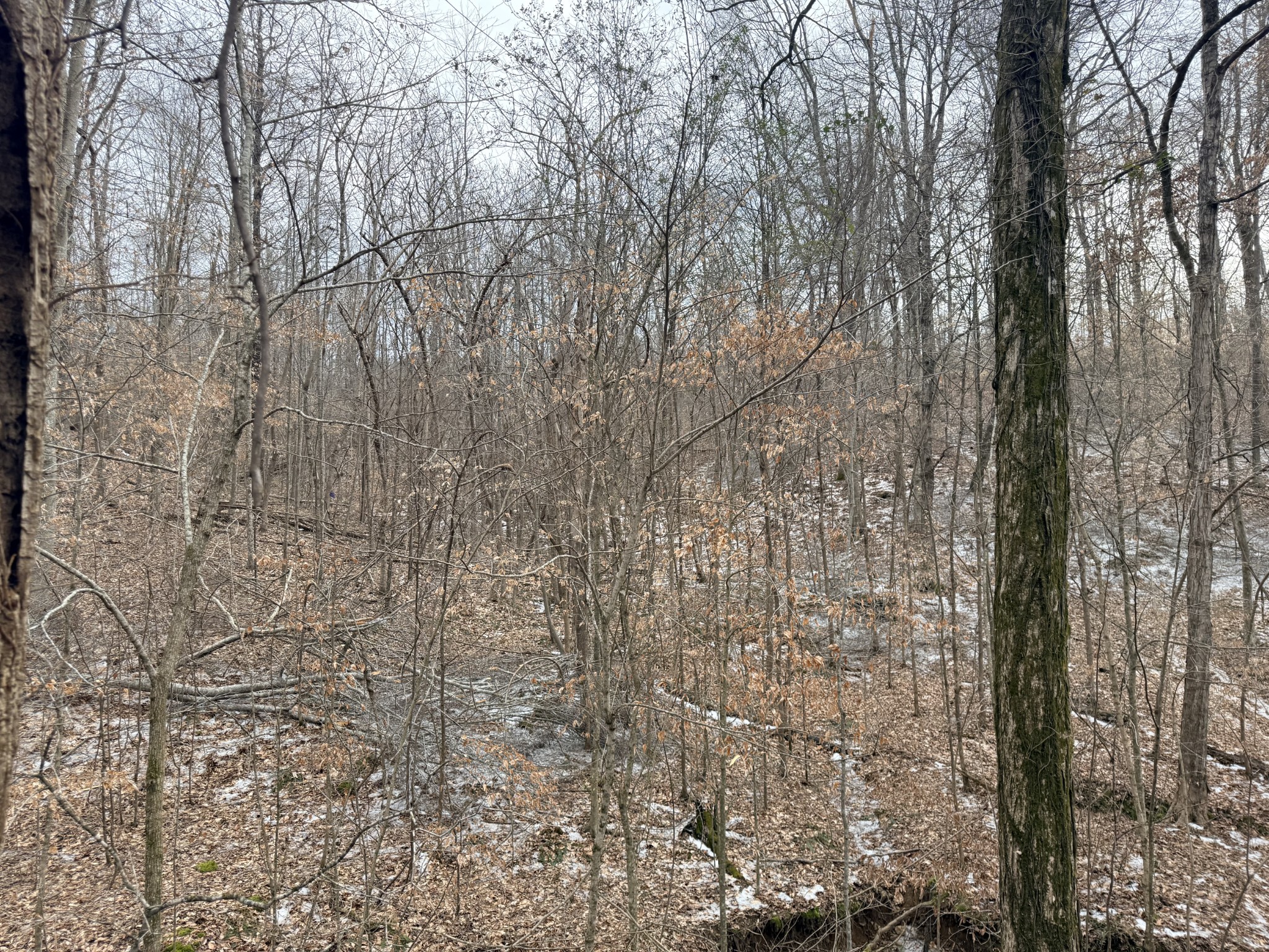 0 Scott Branch Road Hampshire, TN 38461 - Photo 4 of 5