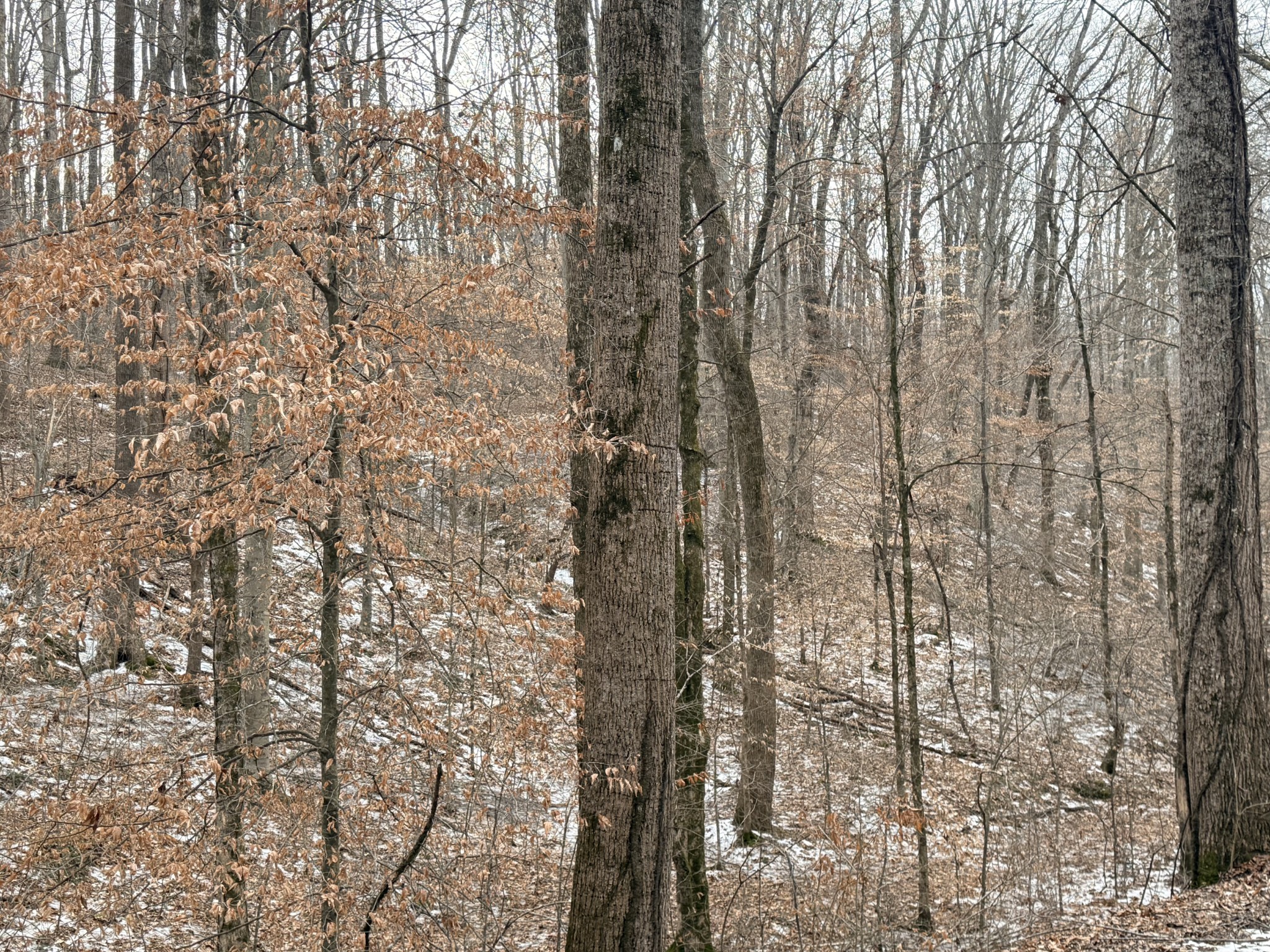 0 Scott Branch Road Hampshire, TN 38461 - Photo 5 of 5