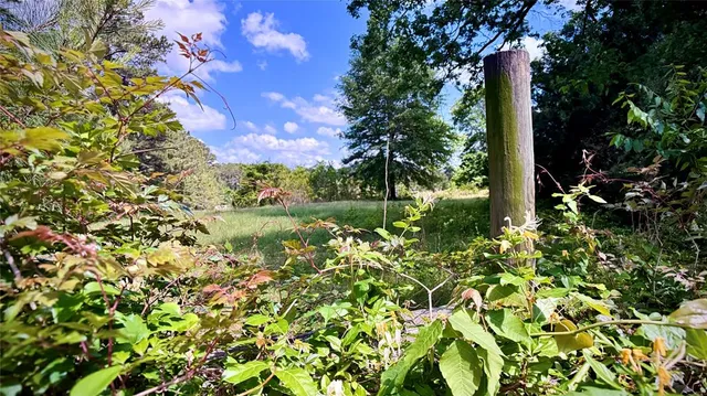 a view of a yard with a tree