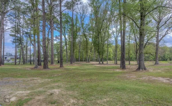 a view of a park with large trees